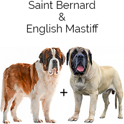 Saint Bermastiff Dog